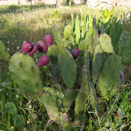 Trulli Vayu