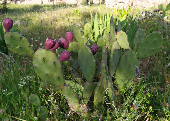 Trulli Vayu